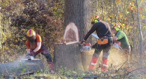 Des associations portent plainte contre l'ONF pour des coupes d'arbres en forêt de Saint-Germain