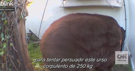 Urso de 250 quilos instala-se debaixo de casa na Califórnia e gera "medo constante"