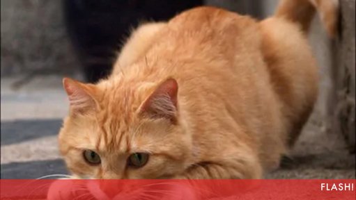 Cuidados no Inverno: Perigos dos Motores Quentes e Outras Ameaças para Gatos de Exterior