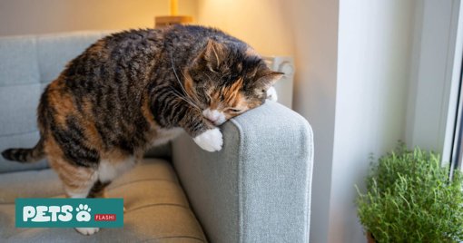 Gatos vs.

Sofás: Estratégias para Proteger a Mobília sem Prejudicar o Animal