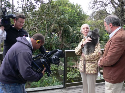 Morte da primatóloga e ativista Jane Goodall aos 91 anos