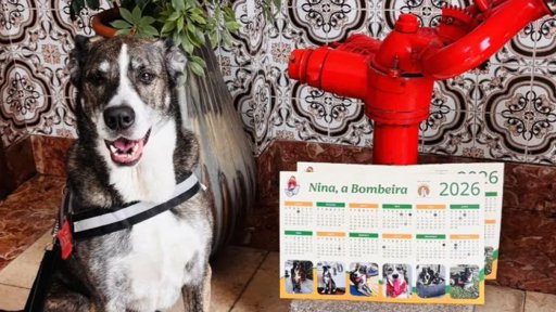 Nina, a cadela bombeira de Viana do Castelo, lança novo calendário solidário