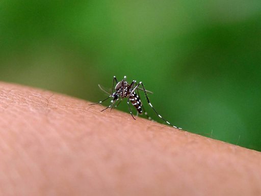 Detetado em Condeixa-a-Nova mosquito transmissor de dengue, zika e chikungunya