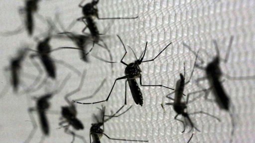 Infestação de Mosquitos 'Altamente Agressivos' em Torres Vedras