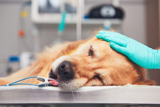 Alerta no Porto: Aumento de Casos de Envenenamento de Cães