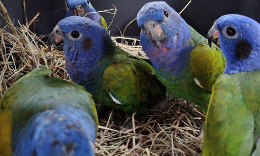 Liberación de 29 Especies Silvestres en Palmira Tras Largo Proceso de Rehabilitación