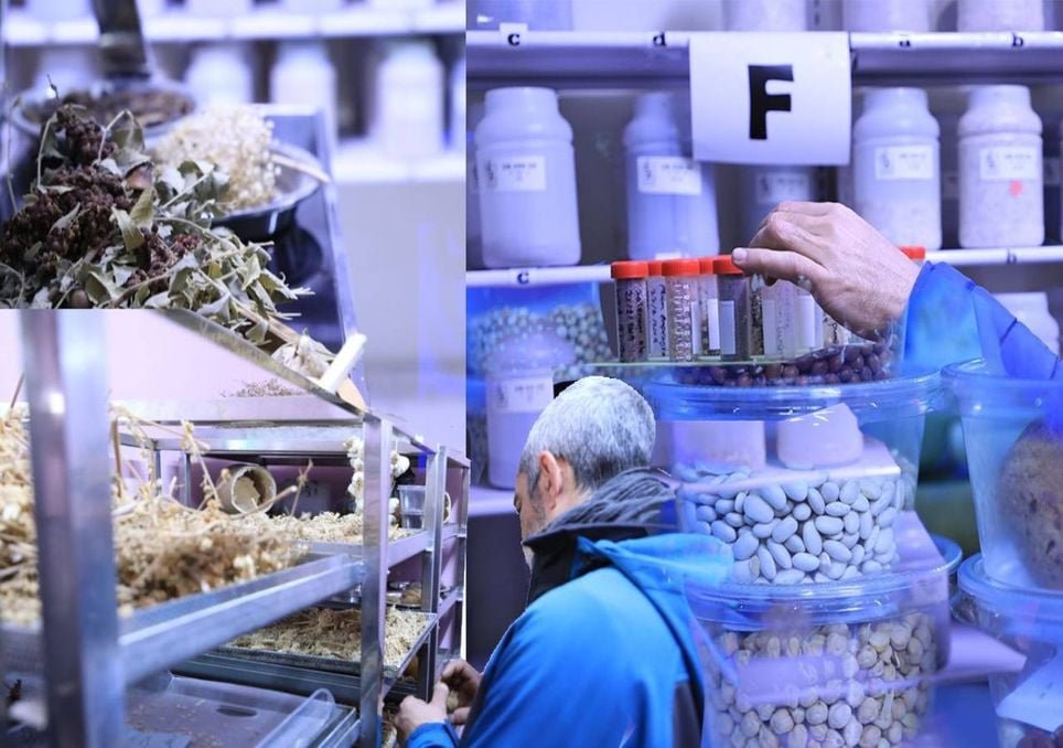 Soberania alimentar palestiniana ameaçada pela destruição de terras e património agrícola