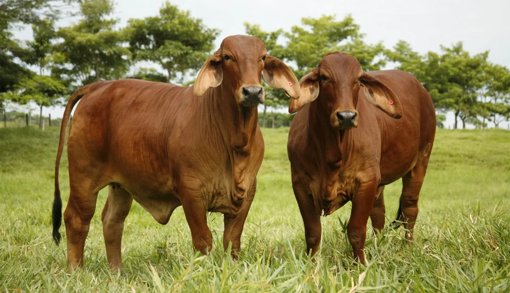 Pereira se consolida como epicentro de la gobernanza y eventos de talla nacional en Risaralda