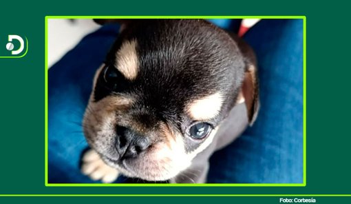 Casos de crueldad extrema contra perros en Antioquia y Santander resultan en condenas judiciales y rechazo social