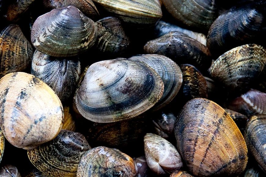 Rede de apanha ilegal de amêijoa no Tejo desmantelada pela Europol