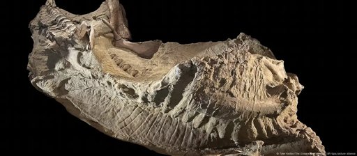 Fósiles "momificados" de dinosaurios revelan una anatomía inesperada: tenían pezuñas