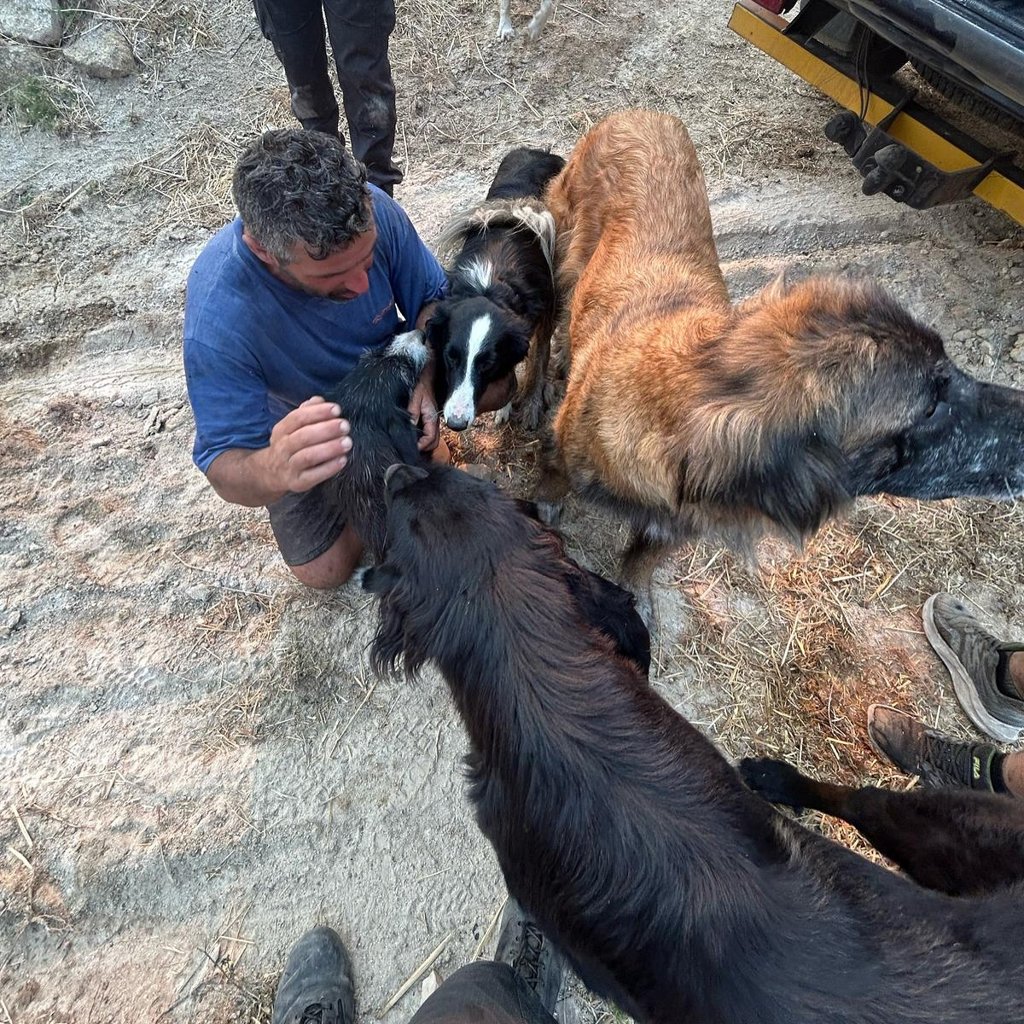 Cadela Salva Ninhada de Incêndio em Oliveira do Hospital