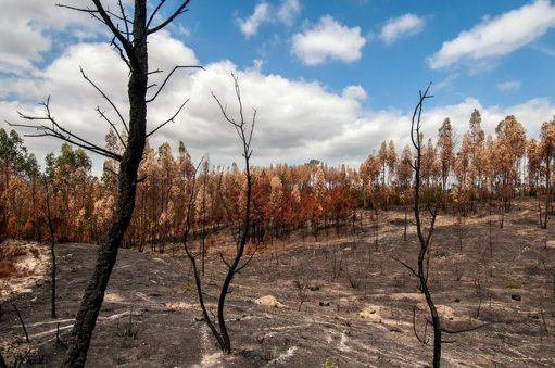 Comissões de Inquérito aos Incêndios Rejeitadas no Parlamento