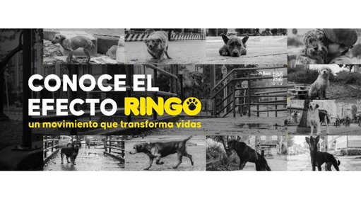 Abandono de Mascotas y Campañas de Tenencia Responsable