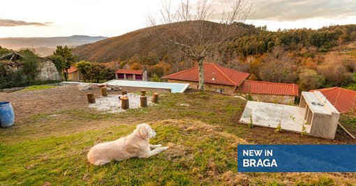 Turismo 'Pet-Friendly' Consolida-se como Tendência em Portugal