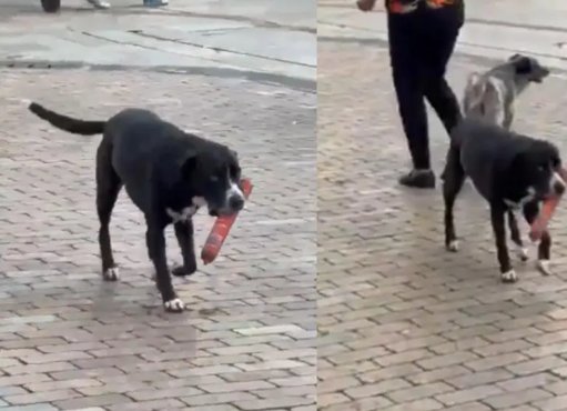 La verdadera historia de Lucy, la perrita viral que "robó" un salchichón de un D1 en Antioquia