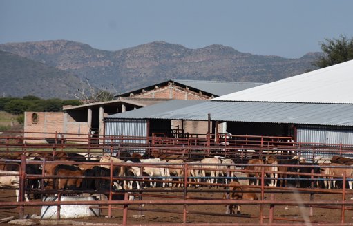 Detectan nuevo caso de gusano barrenador en ganado en Montemorelos