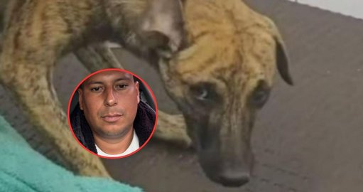 Rescate y adopción del perro 'Coronel Bizcocho' moviliza a la ciudadanía y a las autoridades