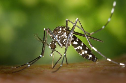 Alerta em Valença devido à deteção do mosquito-tigre na vizinha Galiza