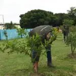 Controversia por reubicación de árboles en la Calle 25 para la Feria de Cali