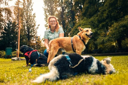 Raças de Cães a Reconsiderar como Animais de Companhia Familiares