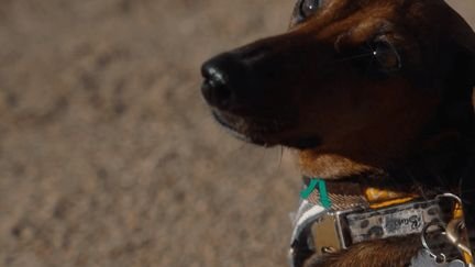 La « Teckel-mania » : le retour en grâce du « chien-saucisse »