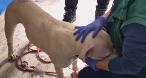 Bogotá enfrenta un aumento alarmante en casos de maltrato animal y pide aplicar con rigor la Ley Ángel