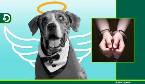 Histórico: Primera aplicación de la Ley Ángel resulta en medida de aseguramiento carcelario por abuso sexual animal en Bogotá