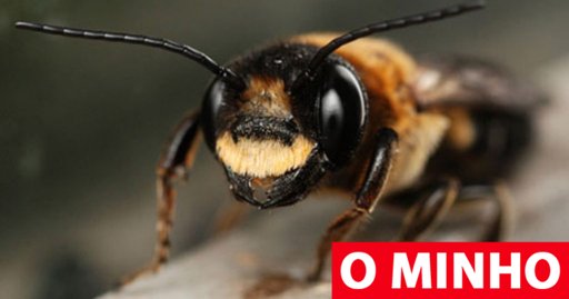 Homem de 70 anos morre em Esposende após picada de inseto