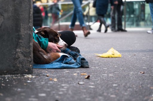 Nova Política Permite Animais de Companhia em Estruturas de Acolhimento Social