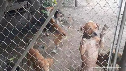 Indignación en Cali por hallazgo de 14 perros en estado de abandono y presunto canibalismo