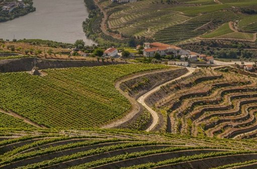 Aprovado Novo Estatuto para Vinhos do Douro e Plano de Apoio de 15 Milhões de Euros