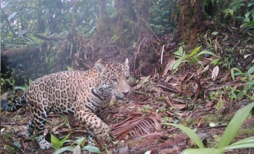 Cali, pionera en Colombia con cámaras trampa e IA para monitorear biodiversidad