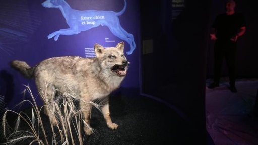 Le Muséum de Toulouse explore l'épopée de la domestication
