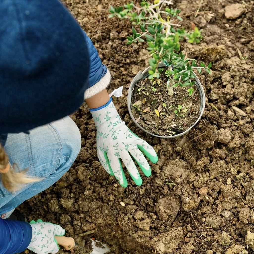 Lisboa acolhe projeto de floresta urbana de inspiração japonesa em Benfica