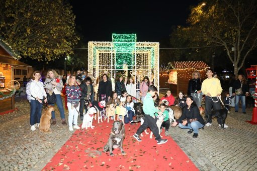 Patudos de Quatro Patas Espalham Espírito Natalício pelas Ruas de Santarém