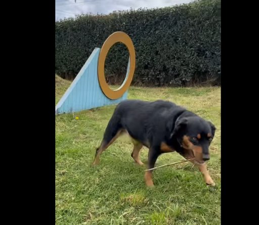 Municipios promueven el bienestar animal con jornadas de salud para mascotas