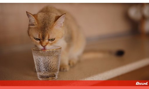 Hidratação Felina: A Importância de Incentivar o Consumo de Água em Gatos