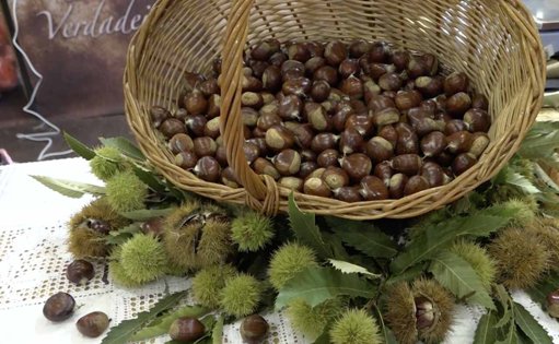 Festas da Castanha em Sernancelhe e Mortágua sublinham importância do setor