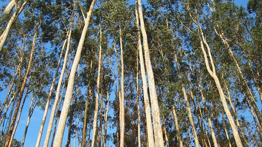 Quercus Alerta para Ocultação de Dois Terços de Eucaliptal Ardido nas Estatísticas Oficiais