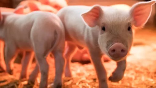 México suspende importación de carne de cerdo de España por brote de peste porcina africana