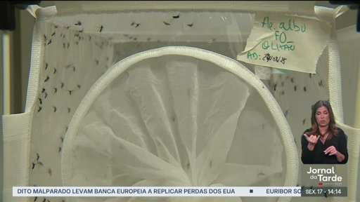 Alerta de Saúde Pública em Vila Verde sobre o Mosquito-Tigre