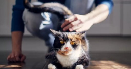 Expertos explican por qué a algunos gatos les gustan las palmadas en la base de la cola