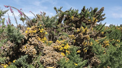 La CAR Cundinamarca implementa tecnología satelital para combatir el retamo espinoso