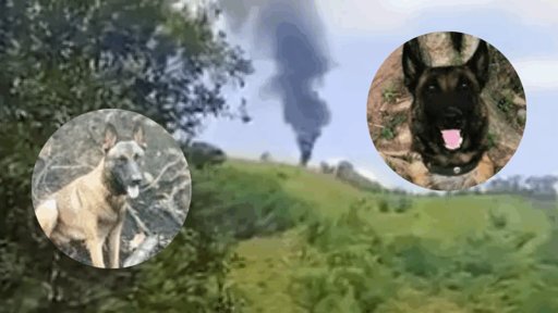 Caninos de Servicio Caídos en Acción en Amalfi