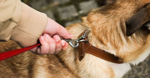 Alerta de Segurança Pública: Cães Morrem Eletrocutados Junto a Postes de Iluminação em Lisboa e Odivelas