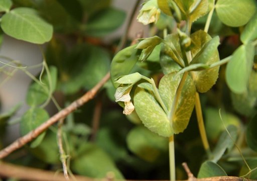 Ervilha preta dos Himalaias revela-se um tesouro genético para a resiliência climática