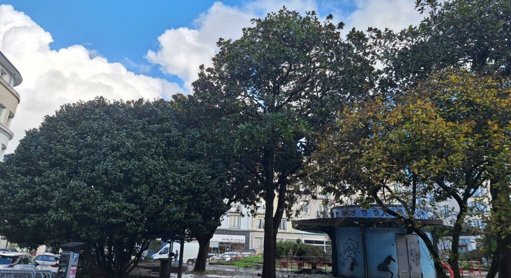 Nuisances des étourneaux : les magnolias du square de la Tour-d’Auvergne seront abattus