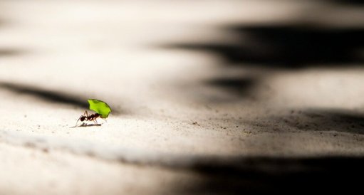 Formigas-cortadeiras dominavam a agricultura 60 milhões de anos antes dos humanos