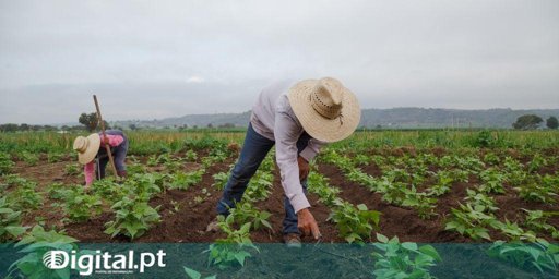 AIMA Emite 800 Vistos para Trabalhadores Agrícolas com Garantia de Alojamento